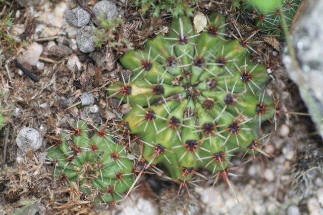 echinopsisaurea.jpg