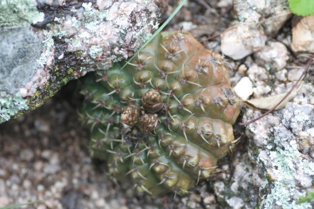 gymnocalyciumriojensevarpaucispinum2.jpg