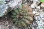 gymnocalyciumriojensevarpaucispinum2_small.jpg
