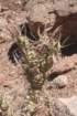 tephrocactusarticulatuspaprycantha_small.jpg