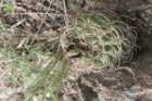 gymnocalyciumcarminanthium2_small.jpg