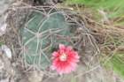 gymnocalyciumcarminanthium3_small.jpg