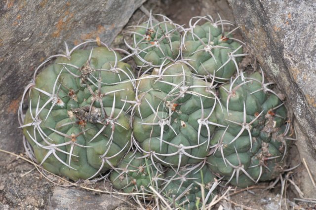gymnocalyciumcarminanthium4.jpg