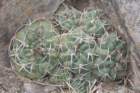 gymnocalyciumcarminanthium4_small.jpg