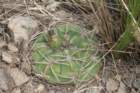 gymnocalyciumcarminanthium_small.jpg