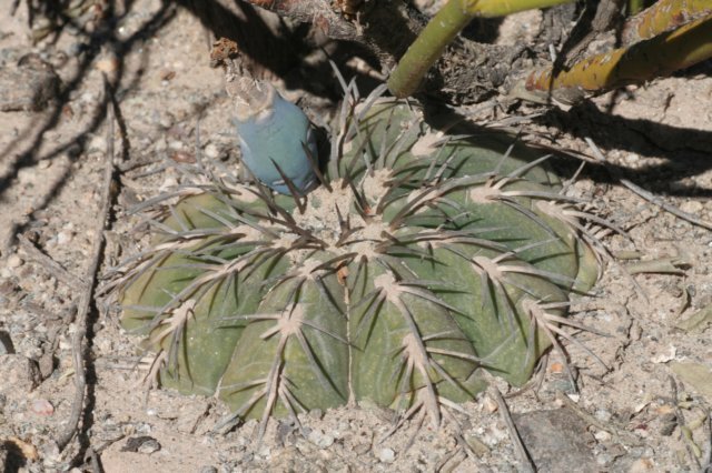 gymnocalyciumspegazzinii.jpg