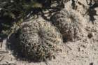 gymnocalyciumspegazzinii2_small.jpg