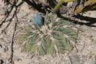 gymnocalyciumspegazzinii_small.jpg
