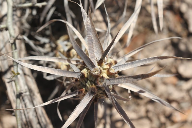 tephrocactusarticulatuspaprycantha2.jpg