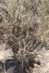 tephrocactusarticulatuspaprycantha_small.jpg