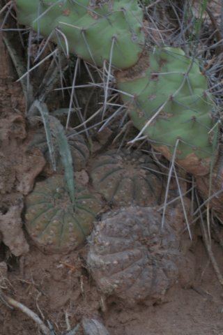 gymnocalyciumriojensevarpaucispinumguasayense.jpg
