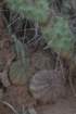 gymnocalyciumriojensevarpaucispinumguasayense_small.jpg