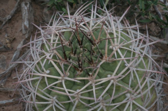 gymnocalyciumschickendantzii2.jpg