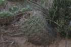 gymnocalyciumschickendantzii_small.jpg