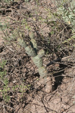 tephrocactusarticulatus.jpg
