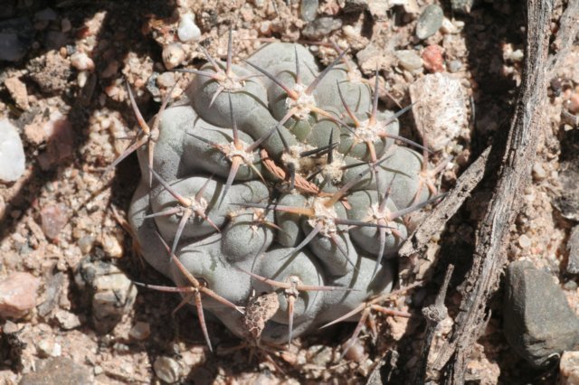acanthocalyciumthionanthumvarglaucum.jpg