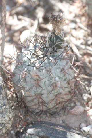 acanthocalyciumthionanthumvarglaucum2.jpg