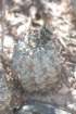 acanthocalyciumthionanthumvarglaucum2_small.jpg