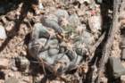 acanthocalyciumthionanthumvarglaucum_small.jpg