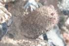 parodiadextrohamata2_small.jpg