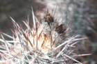 austrocactusbertinii2_small.jpg
