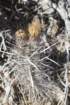 austrocactusbertinii3_small.jpg