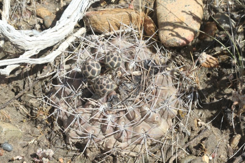 gymnocalyciumgibbosumvarchubutense3.jpg