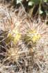 maihueniopsisdarwinii2_small.jpg