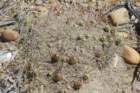 maihueniopsisdarwinii_small.jpg