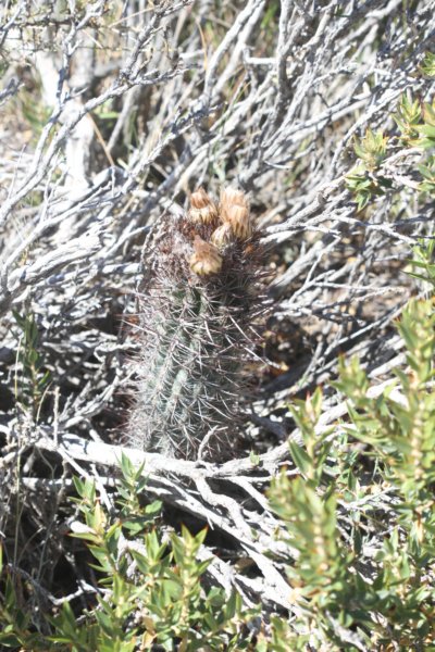 austrocactusbertinii.jpg