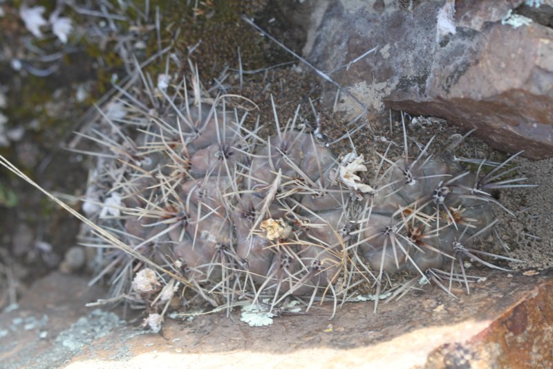 gymnocalyciumgibbosumvarchubutense.jpg