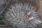 gymnocalyciumgibbosumvarchubutense2_small.jpg