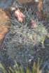 gymnocalyciumgibbosumvarchubutense5_small.jpg