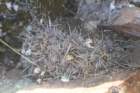 gymnocalyciumgibbosumvarchubutense_small.jpg