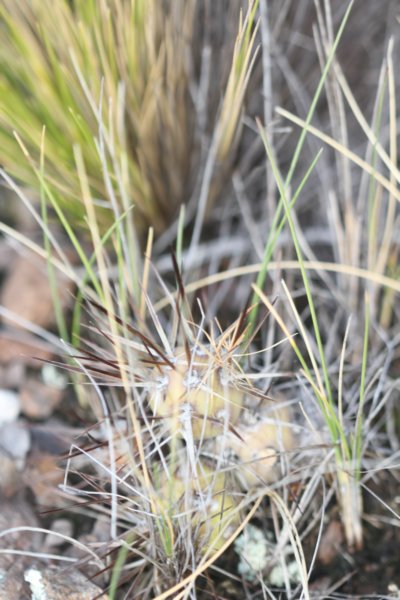 maihueniopsisdarwinii.jpg