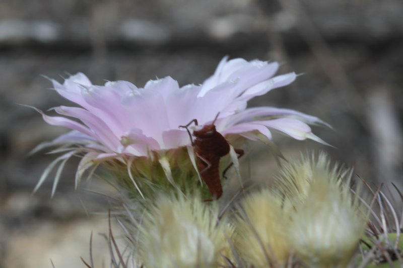acanthocalyciumspiniflorum.jpg