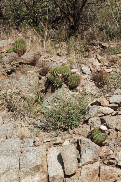 acanthocalyciumspiniflorum2.jpg