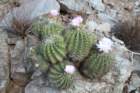 acanthocalyciumspiniflorum3_small.jpg