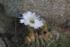 acanthocalyciumspiniflorum4_small.jpg