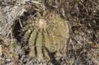 gymnocalyciumochoterenaeintertextum3_small.jpg