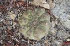 gymnocalyciumochoterenaeintertextum_small.jpg