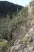 habitatacanthocalyciumspiniflorumforegroundcereushankeanusbackground_small.jpg