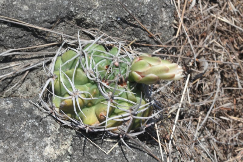 gymnocalyciummostii.jpg
