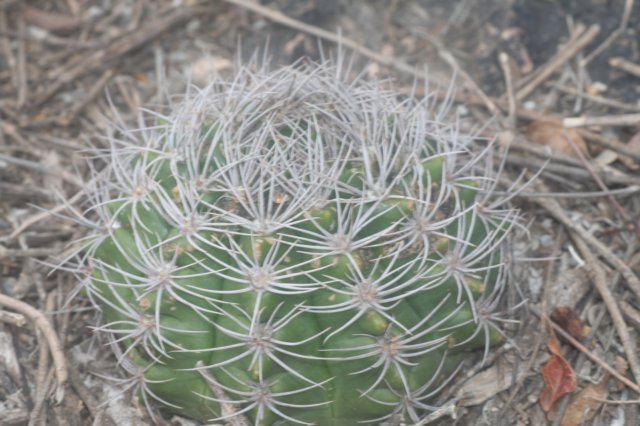 gymnocalyciumvalnicekianum.jpg