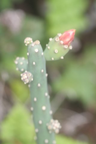 austrocylindropuntiasalmiana.jpg
