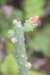 austrocylindropuntiasalmiana_small.jpg
