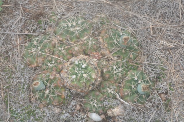 gymnocalyciumcapillaense.jpg