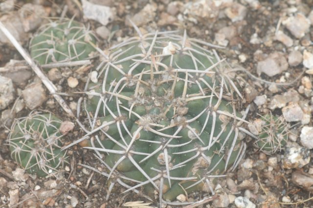 gymnocalyciumcapillaense2.jpg