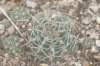 gymnocalyciumcapillaense2_small.jpg