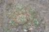 gymnocalyciumcapillaense_small.jpg